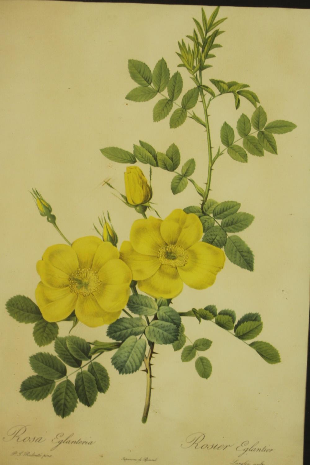 A framed and glazed set of four prints of 19th century botanical engravings of species of roses. H. - Image 4 of 8