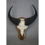 A Cape Buffalo skull and horns mounted on an oak shield. H.73 W.60cm