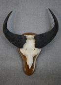 A Cape Buffalo skull and horns mounted on an oak shield. H.73 W.60cm