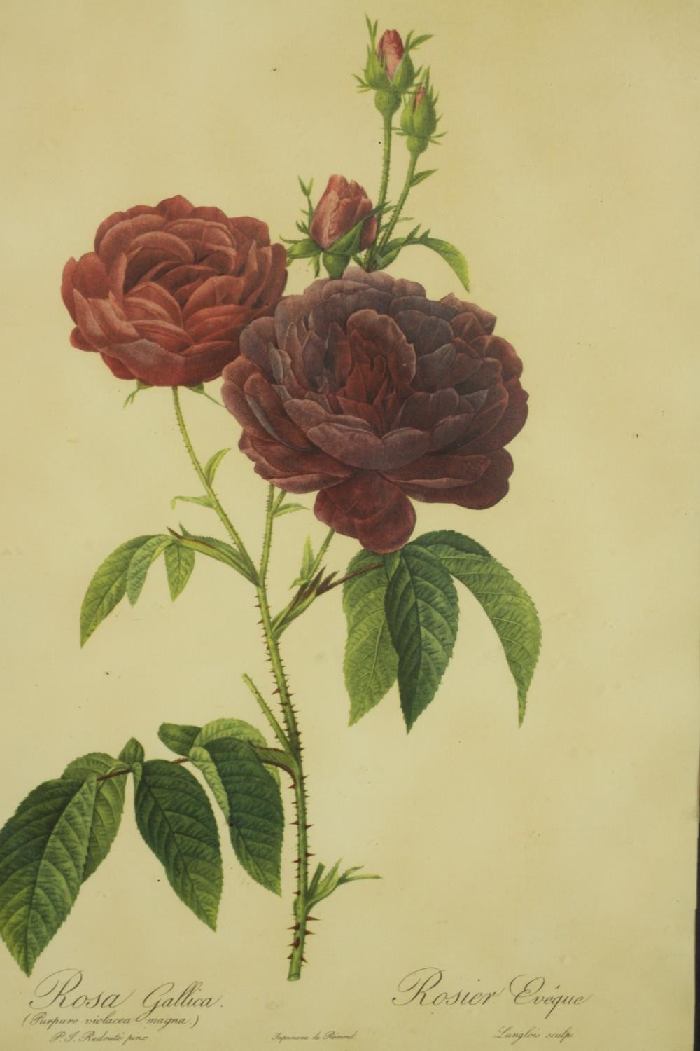 A framed and glazed set of four prints of 19th century botanical engravings of species of roses. H. - Image 5 of 8