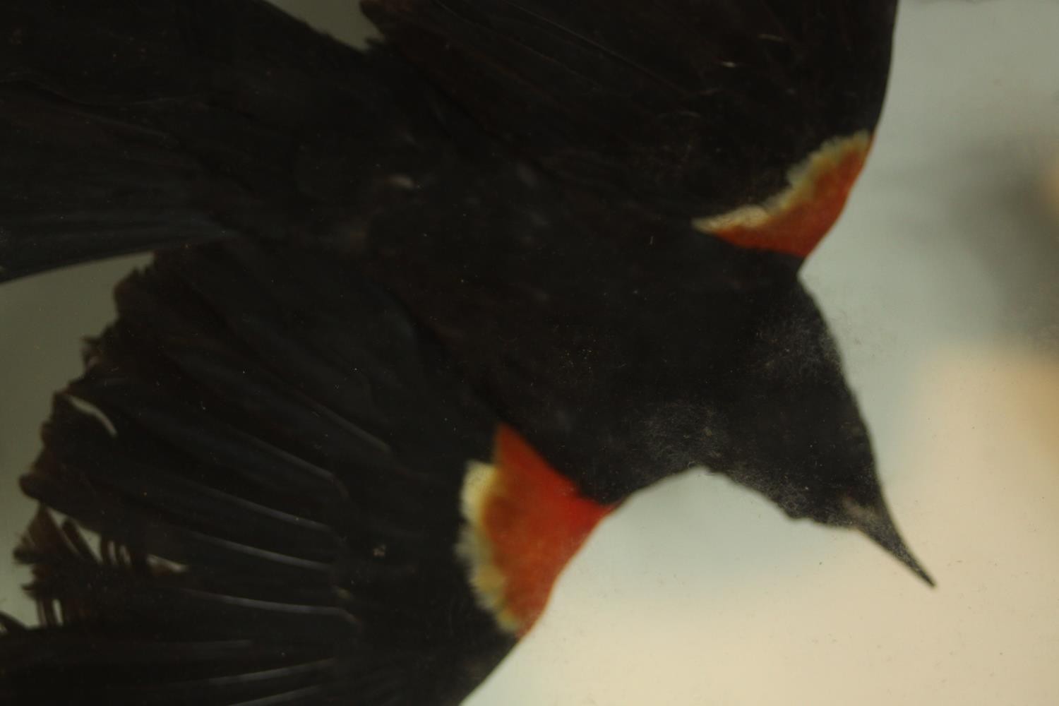 An early 20th century mahogany cased pair of taxidermy Red Winged Blackbirds, one in flight. (black) - Image 4 of 6