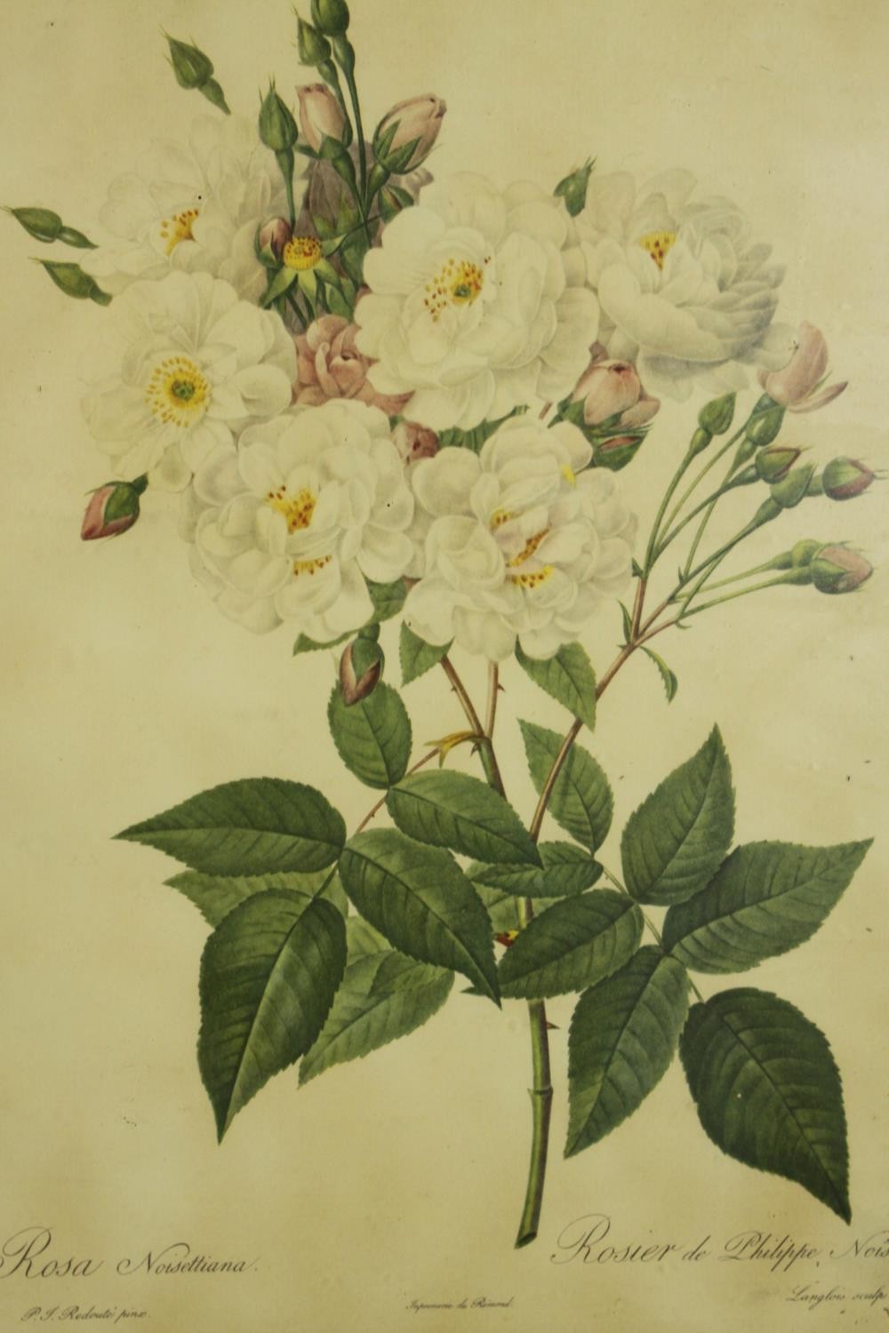 A framed and glazed set of four prints of 19th century botanical engravings of species of roses. H. - Image 6 of 8