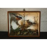 An early 20th century mahogany cased pair of taxidermy Bullfinches (male and female) within a