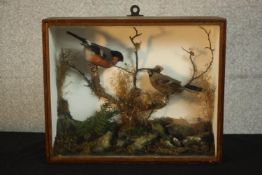 An early 20th century mahogany cased pair of taxidermy Bullfinches (male and female) within a