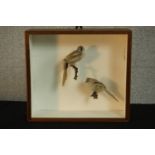 An early 20th century mahogany cased pair of male and female taxidermy Bearded Tits. H.30 W.34 D.