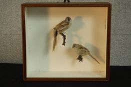 An early 20th century mahogany cased pair of male and female taxidermy Bearded Tits. H.30 W.34 D.