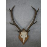 A pair of four point red deer stag antlers on an oak shield. H.70 W.52cm