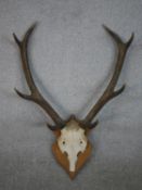 A pair of four point red deer stag antlers on an oak shield. H.70 W.52cm