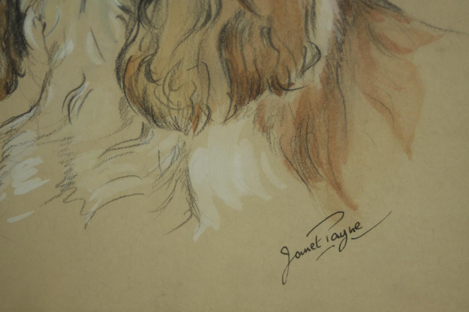 Janet Payne, Study of a Spaniel's head, watercolour and pencil, signed, dated along with two - Image 8 of 11