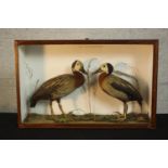 An early 20th century mahogany cased pair of taxidermy White-faced Whistling ducks on substrate. Two