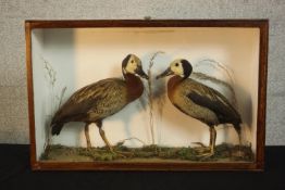 An early 20th century mahogany cased pair of taxidermy White-faced Whistling ducks on substrate. Two