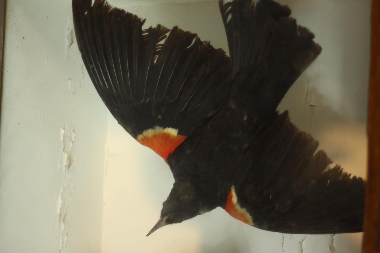 An early 20th century mahogany cased pair of taxidermy Red Winged Blackbirds, one in flight. (black) - Image 5 of 6