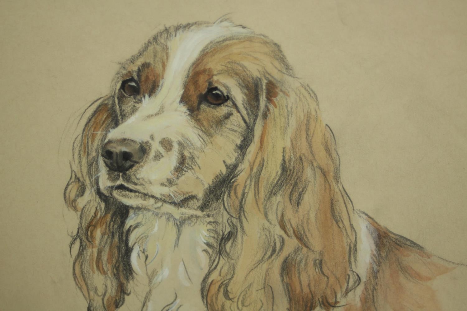 Janet Payne, Study of a Spaniel's head, watercolour and pencil, signed, dated along with two - Image 7 of 11