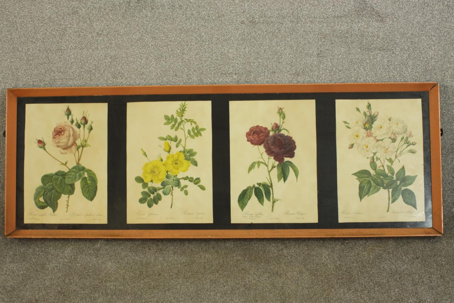 A framed and glazed set of four prints of 19th century botanical engravings of species of roses. H.