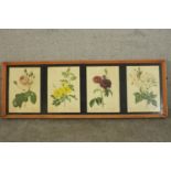 A framed and glazed set of four prints of 19th century botanical engravings of species of roses. H.