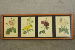 A framed and glazed set of four prints of 19th century botanical engravings of species of roses. H.