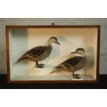 An early 20th century mahogany cased pair of taxidermy Pintail ducks. H.38 W.60 D.17cm.