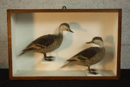 An early 20th century mahogany cased pair of taxidermy Pintail ducks. H.38 W.60 D.17cm.