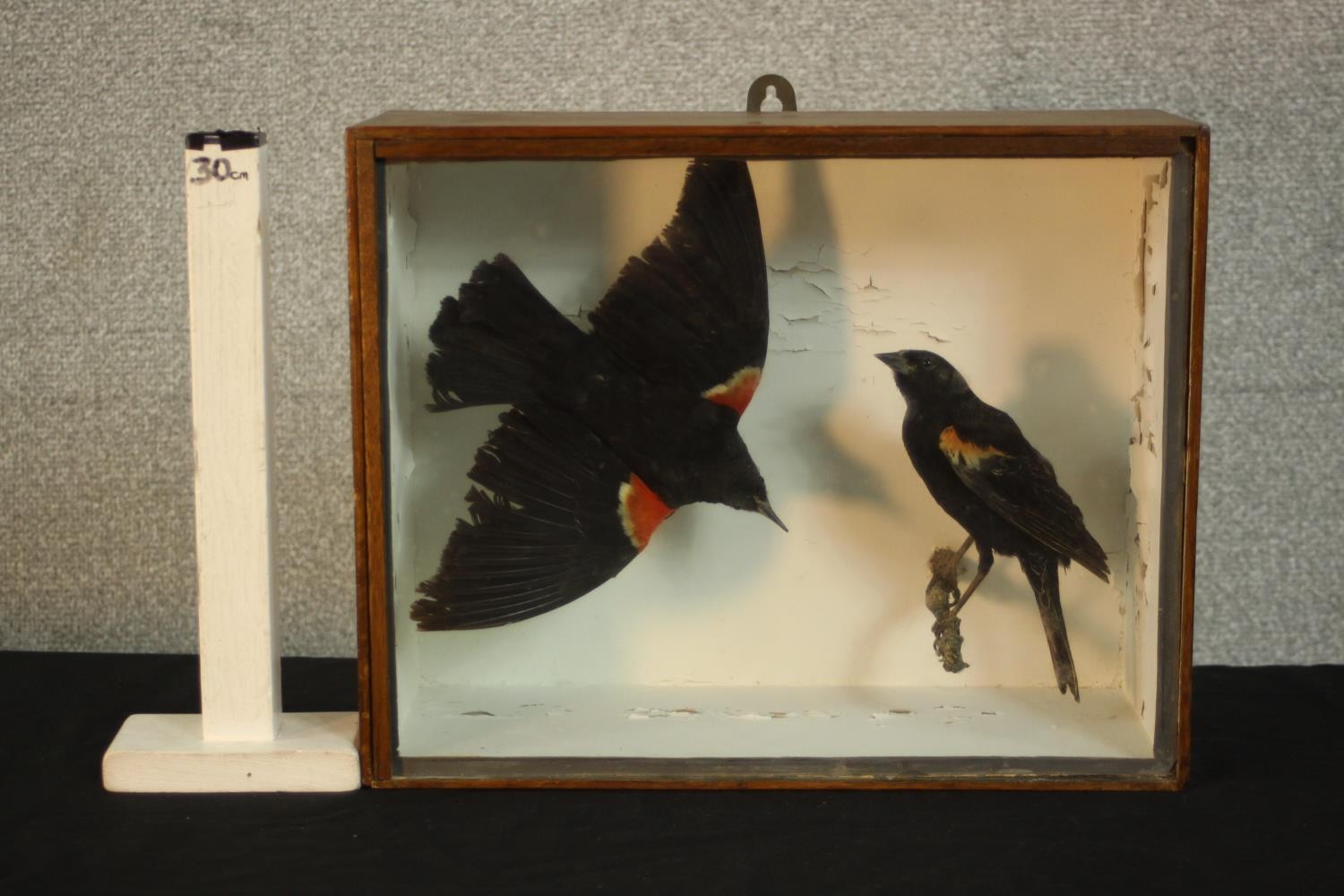 An early 20th century mahogany cased pair of taxidermy Red Winged Blackbirds, one in flight. (black) - Image 2 of 6