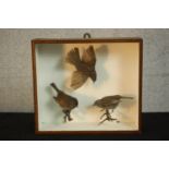 An early 20th century mahogany cased trio of taxidermy Dunnocks, one in flight. H.30 W.34 D.12cm.