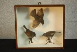 An early 20th century mahogany cased trio of taxidermy Dunnocks, one in flight. H.30 W.34 D.12cm.