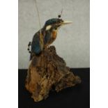 A taxidermy kingfisher, mounted on a scenic bark base. H.18 W.14 D.15cm