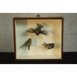 An early 20th century mahogany cased set of three taxidermy Blue Tits, one in flight. H.30 W.34 D.