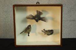 An early 20th century mahogany cased set of three taxidermy Blue Tits, one in flight. H.30 W.34 D.