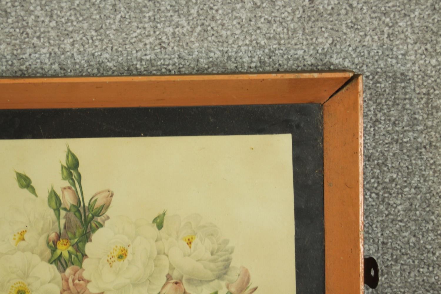 A framed and glazed set of four prints of 19th century botanical engravings of species of roses. H. - Image 7 of 8