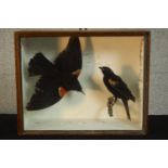 An early 20th century mahogany cased pair of taxidermy Red Winged Blackbirds, one in flight. (black)