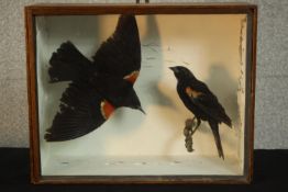 An early 20th century mahogany cased pair of taxidermy Red Winged Blackbirds, one in flight. (black)