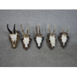 Five mounted animal skulls with horns on oak shields, including four deer skulls and antlers. H.27