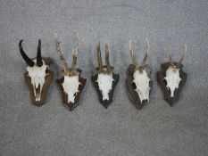 Five mounted animal skulls with horns on oak shields, including four deer skulls and antlers. H.27