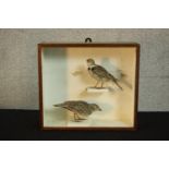 An early 20th century mahogany cased pair of taxidermy larks. H.30 W.34 D.12cm.