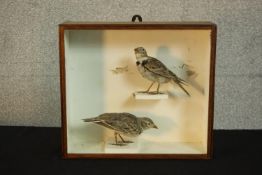An early 20th century mahogany cased pair of taxidermy larks. H.30 W.34 D.12cm.