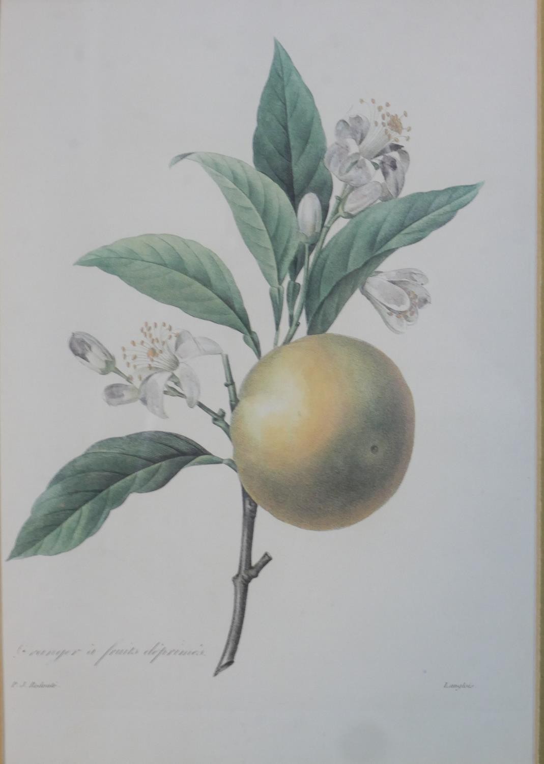 After Pierre-Joseph Redoute a set of seven gilt framed and glazed hand coloured botanical engravings - Image 3 of 6
