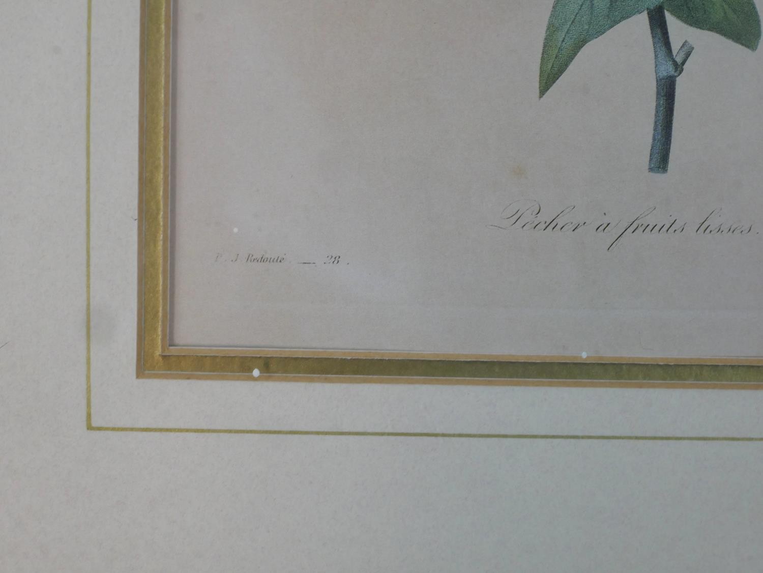 After Pierre-Joseph Redoute a set of seven gilt framed and glazed hand coloured botanical engravings - Image 6 of 6