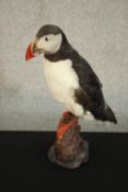 A taxidermy puffin mounted on a scenic base. H.30 W.15 D.15cm.