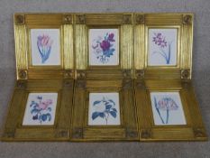 Six gilt framed and glazed botanical prints of various species of flowers. H.44 W.39cm