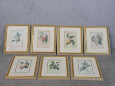 After Pierre-Joseph Redoute a set of seven gilt framed and glazed hand coloured botanical engravings