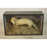 A 19th century cased taxidermy white otter with a fish in its mouth set in a naturalistic setting,