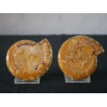 Palaeontology; a bisected and polished ammonite (cleoniceras besarei) fossil pair, with clear