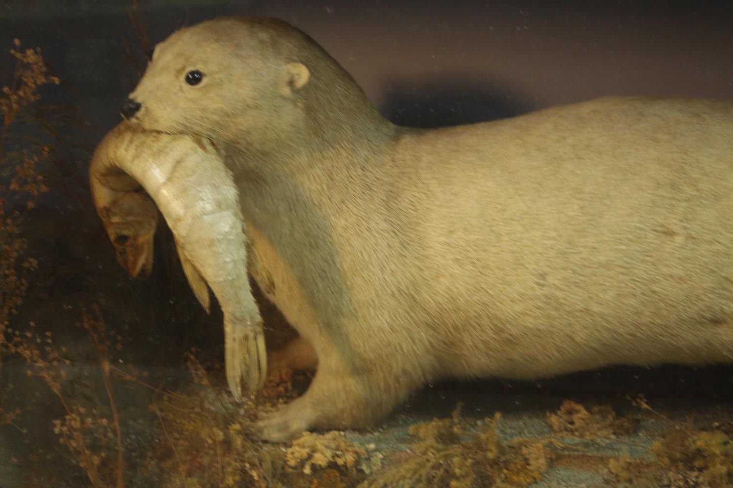 A 19th century cased taxidermy white otter with a fish in its mouth set in a naturalistic setting. - Image 4 of 6