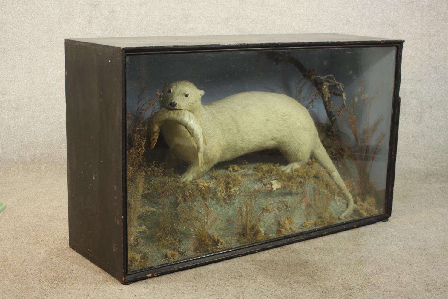 A 19th century cased taxidermy white otter with a fish in its mouth set in a naturalistic setting. - Image 5 of 6