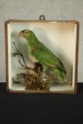 A 19th century cased taxidermy Green parrot perched on a branch. H.32 W.32 D.12cm.