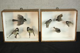 Two 19th / early 20th century cased taxidermy of tits. H.30 W.32 D.12cm. (each)