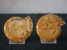 Palaeontology; a bisected and polished ammonite (cleoniceras besarei) fossil pair, with clear