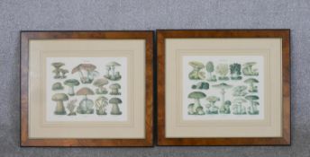 Two framed 20th century coloured prints, Fungi Edules & Fungi Noxii. H.43 W.49cm