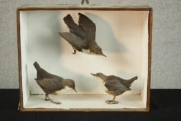 A 19th / early 20th century cased taxidermy of three birds. H.31 W.38 D.16cm.