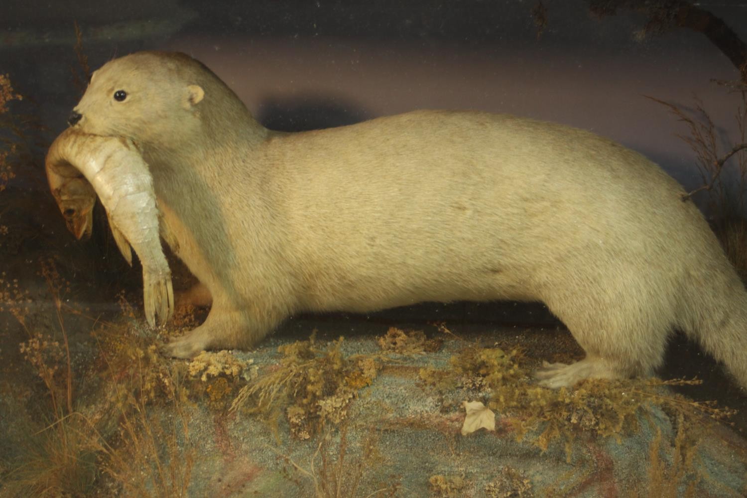 A 19th century cased taxidermy white otter with a fish in its mouth set in a naturalistic setting. - Image 3 of 6